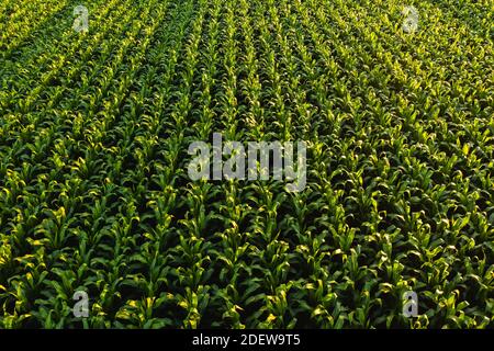 Low altitude aerial photo of rows of maize plant. Agriculture background Stock Photo