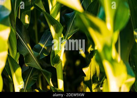 Green growing leaves of corn in a field Stock Photo