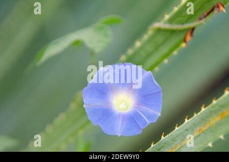 Ivyleaf Morning Glory (Ipomoea hederacea) and Desert Spoon (Dasylirion wheeleri) Stock Photo