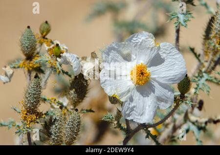 Southwestern Prickly Poppy (Argemone pleiacantha) Stock Photo