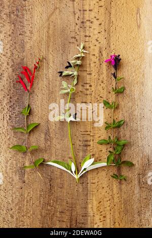 three different types of sage Stock Photo