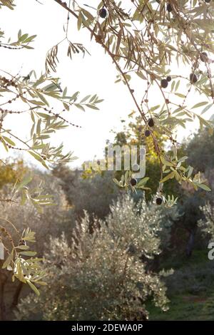 ripe black olives hanging on branch Stock Photo