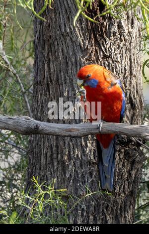 A large Australian parrot known as a Crimson Rosella (Platycercus elegans). Stock Photo