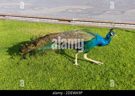 Royal Peacock outside Zabeel Palace in Dubai. Peafowl on the grass. Stock Photo
