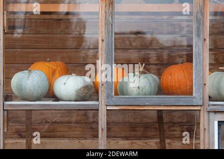 Pumpkins in a greenhouse in autumn. RHS Wisley, Surrey, England Stock Photo