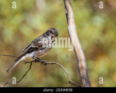 A juvenile female Hooded Robin (Melanodryas cucullata) perched on a branch. Stock Photo