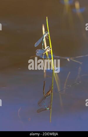 Mating pair of Blue Ringtail Damselflys (Austrolestes annulosus) perched on grass above water with reflection Stock Photo