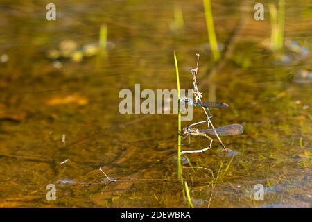 Mating pair of Blue Ringtail Damselflys (Austrolestes annulosus) perched on grass above water with reflection Stock Photo