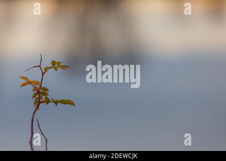 Study of autumn leaf colouring against a blurred background of a water surface in Steveston British Columbia Canada Stock Photo