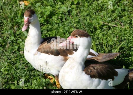 Two muscovy ducks in free run with white brown feathers Stock Photo