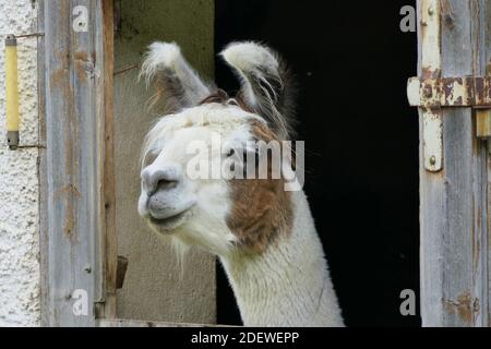 A lama or more precisely a domesticated llama observes the farm activities from the stable Stock Photo