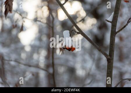 Red Rowan berries on a branch under the snow. Frozen shriveled berries hang alone on a branch in the forest. Selective focus, blurred forest with beau Stock Photo