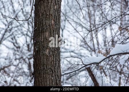 Common nuthatch or coachman lat. Sitta europaea in the winter forest. A beautiful songbird with blue plumage sits on a tree trunk and looks at the cam Stock Photo