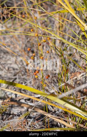 The carrnivorous plant Drosera huegelii in the Cape Le Grand Nationalpark, east of Esperance in Western Australia, view from the side Stock Photo