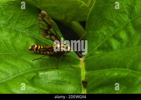A Tiger moth perched on a green leaf Stock Photo