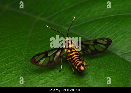 A Tiger moth perched on a green leaf Stock Photo