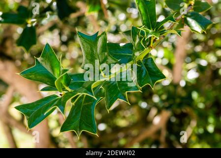Ilex cornuta or horned holly plant in garden. Stock Photo