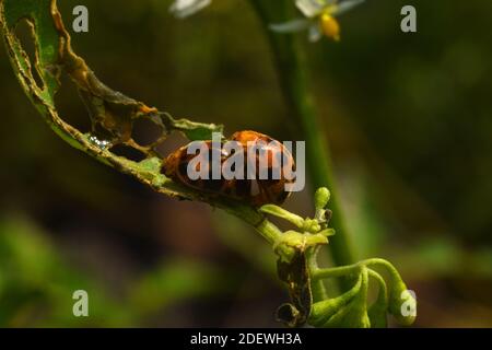 Ladybug mating on leaf Stock Photo