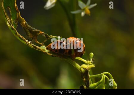 Ladybird mating in nature Stock Photo