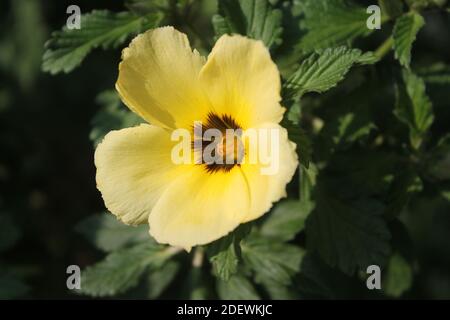 close up of a white buttercup in a green garden, yellow flower in a green garden. Stock Photo