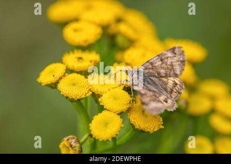 Burnet Companion moth - Euclidia glyphica, beautiful brown moth from Euroasian meadows and grasslands, Havraniky, Czech Republic. Stock Photo