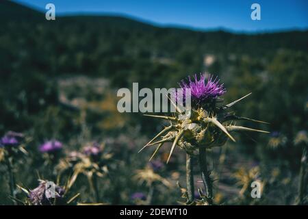 field full of lilac thistle flowers with thorns in nature Stock Photo