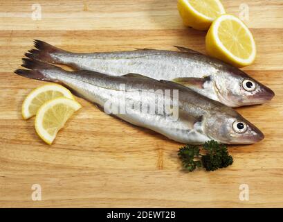 Fresh Whiting, merlangius merlangus, Fishes with Lemon and Parsley Stock Photo