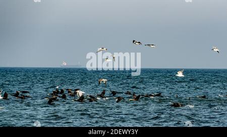 Flock of great cormorants and seagulls resting on the water.  Stock Photo