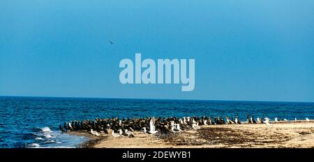 Large colony of great cormorants and seagulls on a beach.  Stock Photo