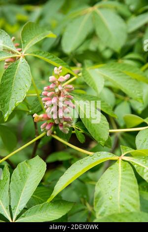 Flowers of Aesculus x mutabilis 'Induta' Stock Photo