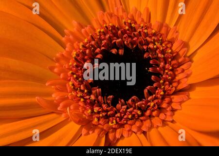 Centre of a Gerbera flower Stock Photo