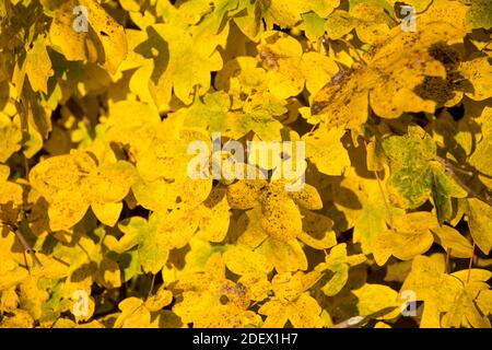 Autumn leaves of Acer campestre Stock Photo