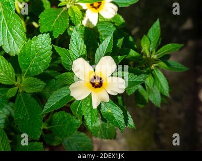 White Buttercup known as Sulphur Alder, Politician's Flower, Dark-Eyed Turnera and White Alder (Turnera subulata), Yellow Flower in a Green Garden Stock Photo