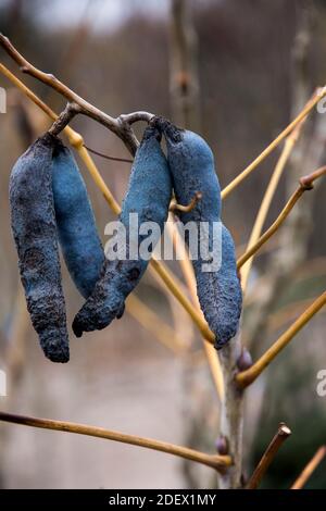 The blue fruits of Decaisnea fargesii Stock Photo