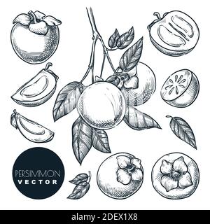 Persimmon set. Hand drawn sketch vector illustration. Tropical fruits on branch. Harvest isolated vintage design elements. Stock Vector