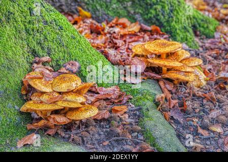 Pholiota Aurivella fungus or funguses closeup proliferate by a tree trunk with moss and foliage in autumn. Bunch of Golden Scalycap Mushroom or fungi Stock Photo