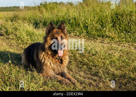German shepherd dog lies on green grass in sunlight.
