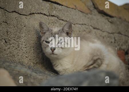 Cat sleeps on the roof, while laying in the sun Stock Photo