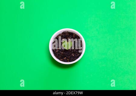 Cyclamen Heart shaped leaf in a tiny white pot Stock Photo
