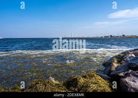 Seaweed in the water. Picture from Malmo, southern Sweden. Stock Photo
