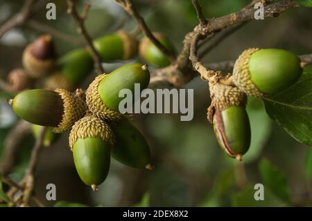 Several green Cork Oak (Quercus suber) acorns on a twig over an out of focus natural background. Arrabida Natural Park, Setubal, Portugal. Stock Photo