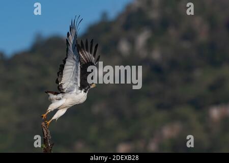 Augur buzzard taking off Stock Photo