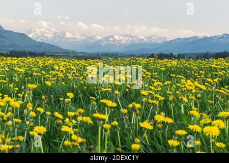 Yellow flowers meadow and beautiful view to snow covered mountains. Kempten, Bavaria, Alps, Allgau, Germany. Stock Photo