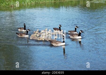 Canada geese with there goslings Stock Photo