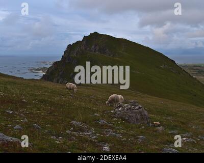 Small flock of sheep grazing on rocky meadow with green grass on mountain near Andenes, Andøya island, Vesterålen in northern Norway on cloudy day. Stock Photo