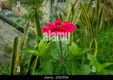 Zinnia Elegans, Fuchsia Flower with Large Leaves Between the Bushes Stock Photo