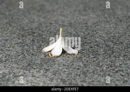 A white flower fall on the grounds. Stock Photo