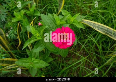Zinnia Elegans, Fuchsia Flower with Large Leaves Between the Bushes Stock Photo