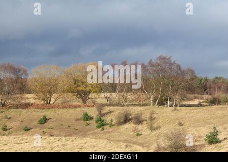 Line of trees against a stormy, cloudy sky in autumn, Fives area of Cannock Chase, Staffordshire, United Kingdom Stock Photo