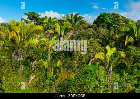 Boruca (also known as the Brunca or the Brunka) indigenous people, Costa Rica, Central America, America Stock Photo